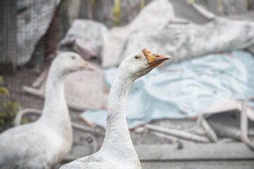 A free-range duck farm with a flock of birds. Ducks, geese and drakes walk around the farm. Close up