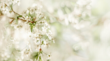 A beautiful spring cherry tree in the garden blooms on a blurry peaceful blue background. Banner. Blurred background