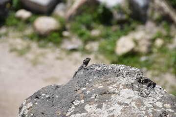 Lizard on a rock in the ruins of Umm Qais, Jordan