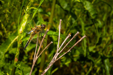 A four-spot dragonfly sits on a branch, Libellula quadrimaculata