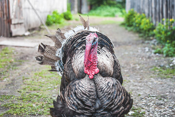 A large Turkey bird walks on a farm alone. Breeding birds in the farm conditions