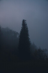Tree in a foggy moring