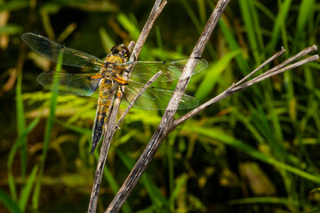 A four-spot dragonfly sits on a branch, Libellula quadrimaculata