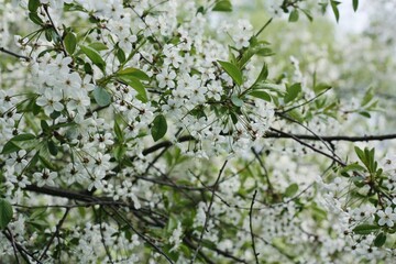 Tree with beautiful white flowers in the garden