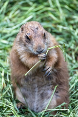Prairie dog enjoys the warmth in the sun