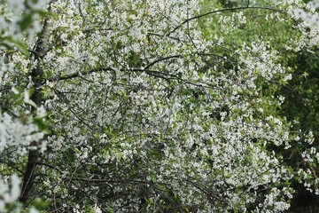 Tree with beautiful white flowers in the garden