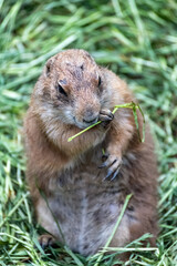 Prairie dog enjoys the warmth in the sun