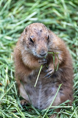 Prairie dog enjoys the warmth in the sun