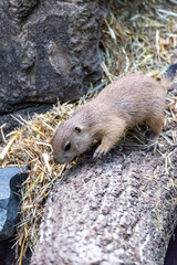 Prairie dog enjoys the warmth in the sun