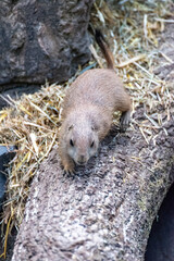 Prairie dog enjoys the warmth in the sun