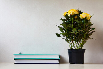 Homemade yellow rose with green leaves in a pot on a table on a light background with texture, next to big books. Copy space for text.