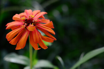 Orange chrysanthemum in low exposure lighting, macro photography. High details and textures. Close up flower photography. Desktop background photo of orange flower, macro petal details, contrasting.