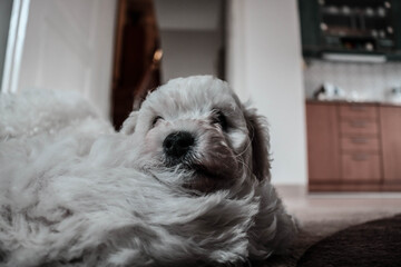 white puppies sleep in the house