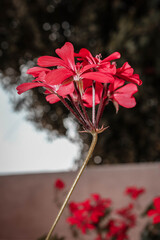 prevem red flower with small leaves