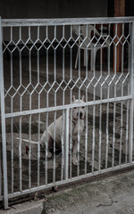 a mastiff sits a yaveyan in the yard by the fence