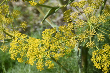 Yellow umbelliferous plant grows in the savannah of the Shaumari Wildlife Reserve, Jordan