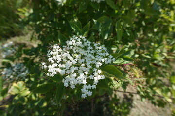 Fleurs de sureau