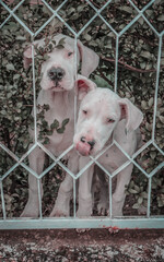two puppies mastiaf looking at a silly kroy fence