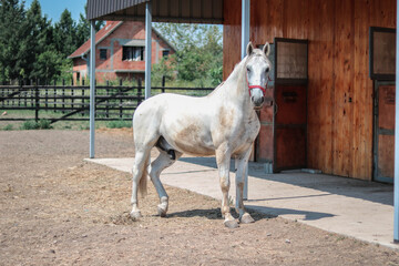 white beautiful horse on the ranch