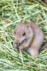 Prairie dog enjoys the warmth in the sun