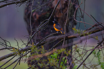 Oriole singing in the rain