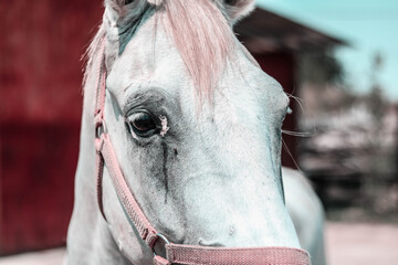 white beautiful horse on the ranch