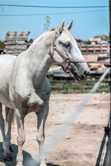 white beautiful horse on the ranch