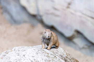 Prairie dog enjoys the warmth in the sun