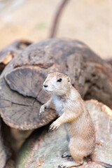 Prairie dog enjoys the warmth in the sun