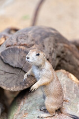 Prairie dog enjoys the warmth in the sun