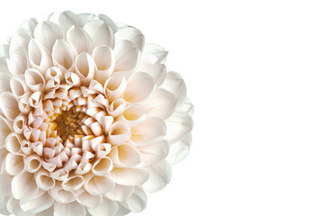 Part of a white dahlia flower in isolation for designers.