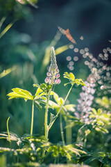 The Lupin flower in the garden is surrounded by its beautiful green leaves against the backdrop of a magnificent Sunny bokeh. Beautiful natural background