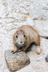 Prairie dog enjoys the warmth in the sun