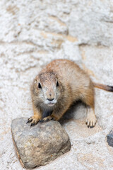 Prairie dog enjoys the warmth in the sun