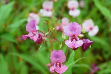 Pink little flower blooms on a meadow near Neuschwanenstein Castle, Fuessen, Germany