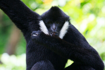 
Black and white monkey in the zoo