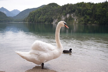 white swan on the clear water of the Alpsee near Neuschwanstein Castle, Füssen, Germany