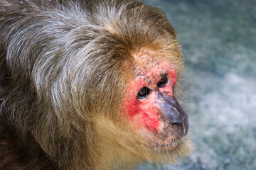 
Monkeys rest in the zoo