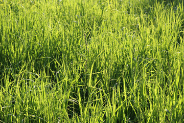 Close up of fresh thick grass