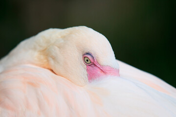 Fototapeta premium flamingo