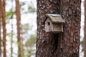 Birdhouse on a tree in spring.