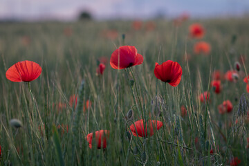Poppy field under the setting sun, closeup photo of the flowers