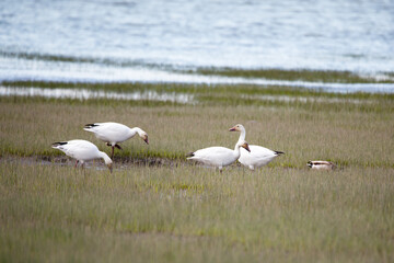 White-morph snow goose standing with muddy beak after foraging greedily in muddy beach with other birds on the St. Lawrence River shore, Quebec City, Quebec, Canada