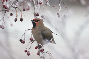A Bohemian waxwing bird (Bombycilla garrulus), the size of a sparrow, is perched on a tree with red Rowan berries. It is winter and ice crystals have formed on some of the tree branches and berries. 
