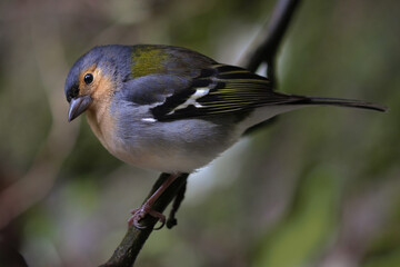  Madeiran Chaffinch (Fringilla coelebs maderensis)