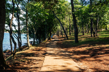 Fototapeta premium morning light falls on the forest road for walking, which runs along the sea through the forest