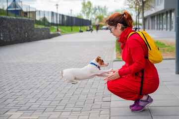 Clever puppy Jack Russell Terrier plays with the owner on the street. A purebred shorthair dog jumps into the arms of a European woman in a red tracksuit. In move.