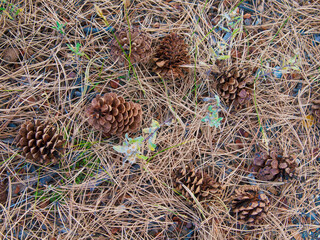 Pinecones