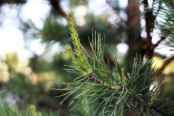 Pine branch with a cone so close