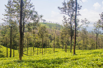 Fototapeta na wymiar tea gardens or tea estates at ooty hill station with beautiful clouds in the background